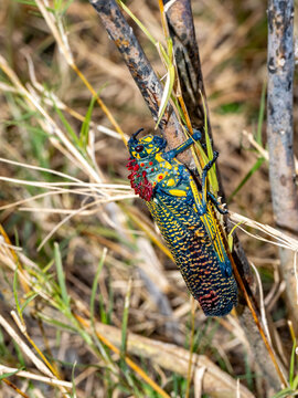 Rainbow milkweed locust observed in natural habitat in Madagascar during daytime on dry vegetation in Anja Community Reserve