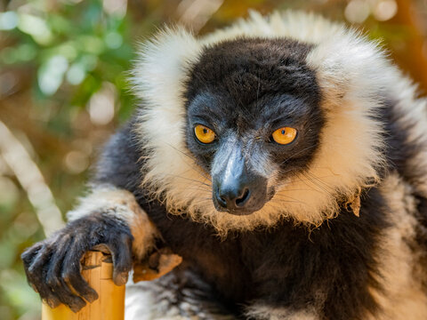 Black and white ruffed lemur Varecia variegata resting with a bamboo perch in Lemur Park in Madagascar