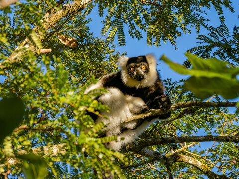 Black and white ruffed lemur perched in tree in Madagascar, observing its surroundings during daytime hours