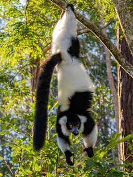 Black and white ruffed lemur hangs from a tree branch in its habitat at Lemur Island in Madagascar