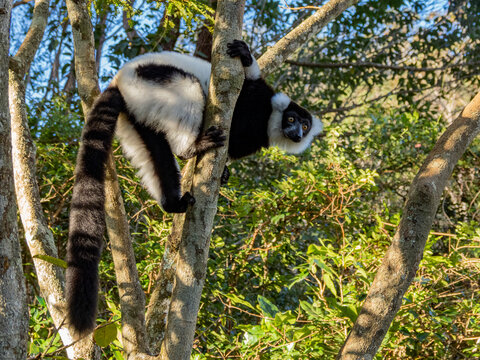 Black and white ruffed lemur climbing a tree in Madagascar during a sunny day