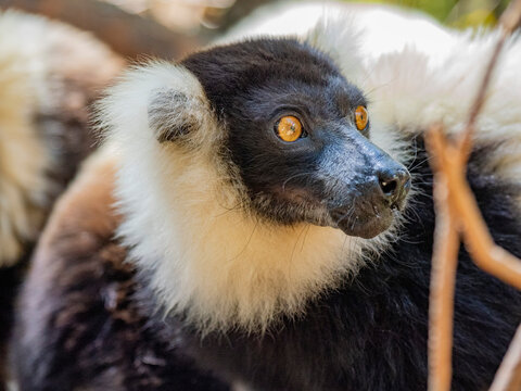 Captive black and white ruffed lemur with fur patterns in Lemur Park displaying alert expression during a sunny day in Madagascar