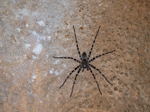 Adult ornamental wandering spider in cave within Anjavay Private Reserve in Madagascar observing surroundings on rock surface