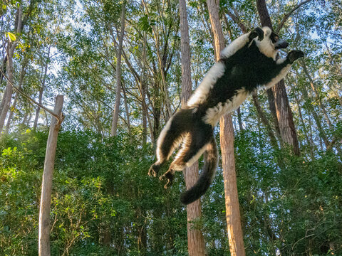 Black and white ruffed lemur leaps through trees in a natural setting in Madagascar's Lemur Island habitat