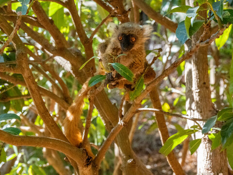 Young black lemur sits in tree eating leaves in Lemur Park in Madagascar