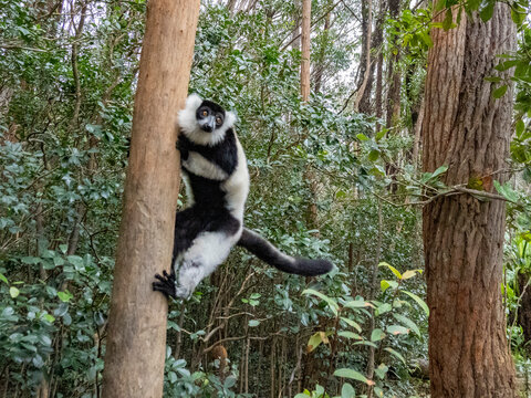 Black and white ruffed lemur climbs a tree in its habitat in Madagascar