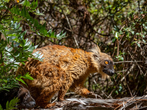 Young black lemur climbs in the trees at Lemur Park in Madagascar near Antanavarino