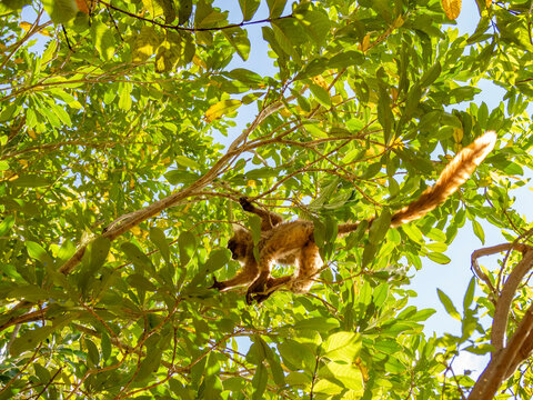 Young black lemur climbs in a tree while exploring its environment in Lemur Park, Madagascar during daylight hours
