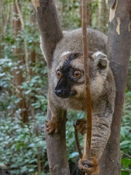 Common brown lemur Eulemur fulvus climbs a tree in captivity on Lemur Island in Madagascar during daylight hours