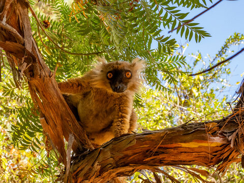 Young black lemur climbs a tree in Lemur Park while exploring its surroundings in Madagascar