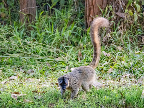 Common brown lemur moves on the ground in its habitat on Lemur Island in Madagascar