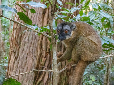 Captive common brown lemur sits on a tree branch in Lemur Island, Andasibe, Madagascar, observing its surroundings in daylight