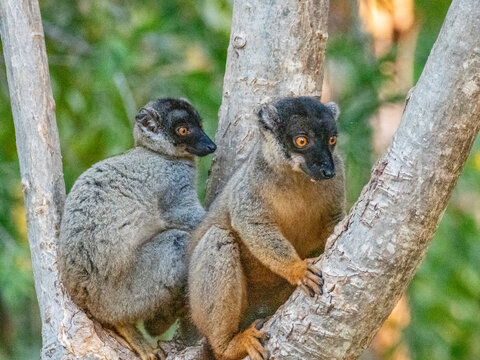Common brown lemurs rest on a tree branch in Madagascar during the late afternoon
