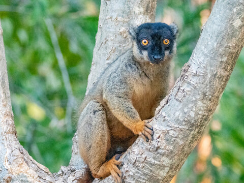 Common brown lemur sitting on a tree branch in Madagascar during the day observing its surroundings
