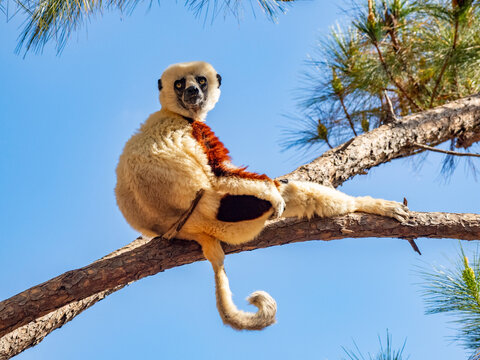Coquerels sifaka sits on a tree branch in Lemur Park in Madagascar observing its surroundings