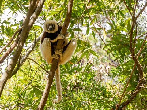 Coquerels sifaka resting on a tree branch in Lemur Park in Madagascar during daytime exploration