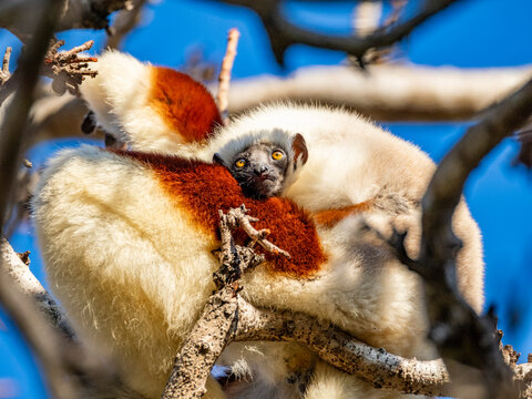 Mother and baby Coquerels sifaka rest in a tree in Madagascar during a sunny day