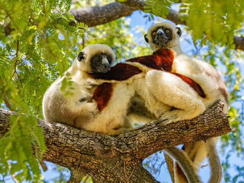 Coquerels sifaka resting on a tree branch in the Anjajavy Private Reserve in Madagascar