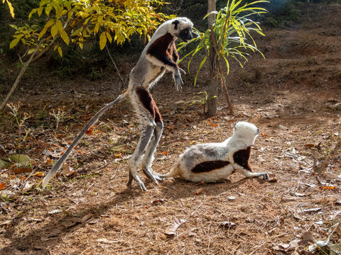 Coquerels sifaka interact on the ground in their habitat at Lemur Park in Madagascar