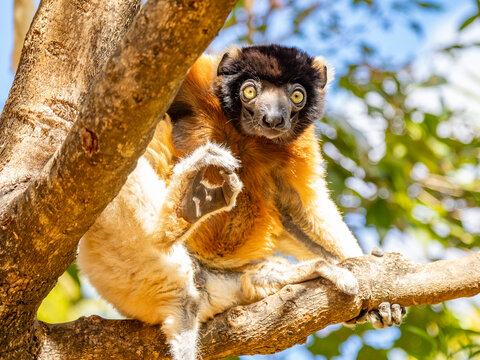Captive crowned sifaka hangs in a tree at Lemur Park in Antanavarino, Madagascar