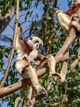 Mother and baby Coquerels sifaka rest in a tree during a sunny day in Madagascar