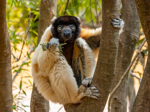 Crowned sifaka feeding in a tree at Lemur Park in Madagascar