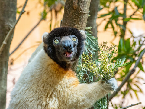 Captive crowned sifaka feeding in a tree at Lemur Park, Antanavarino, Madagascar
