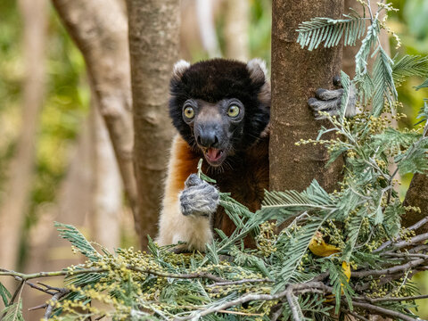 Crowned sifaka feeds on leaves while perched in a tree at Lemur Park in Madagascar