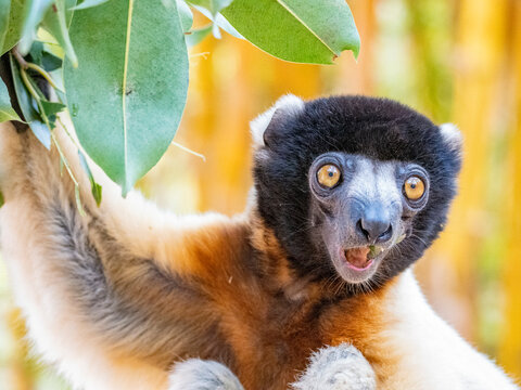 Captive crowned sifaka hanging on tree branch in Madagascar
