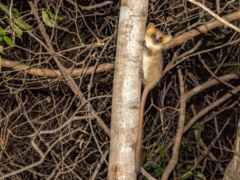 Danfoss mouse lemur climbs tree at night, exploring its habitat in Madagascar's Anjajavy Private Reserve