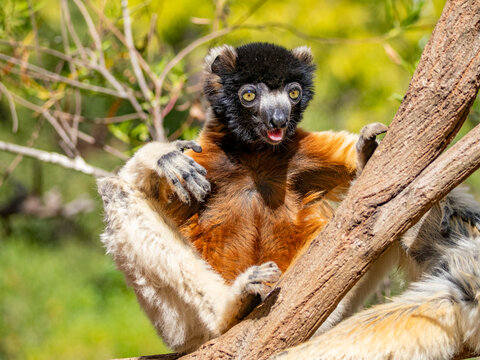 Captive crowned sifaka leans on tree branch in Lemur Park, Madagascar, observing its surroundings with curiosity