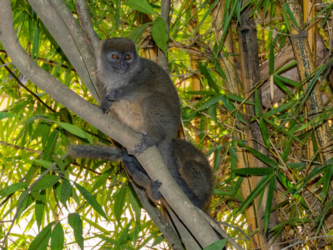 Adult gray bamboo lemur rests on a tree branch in Lemur Park, Antanavarino, Madagascar during the day