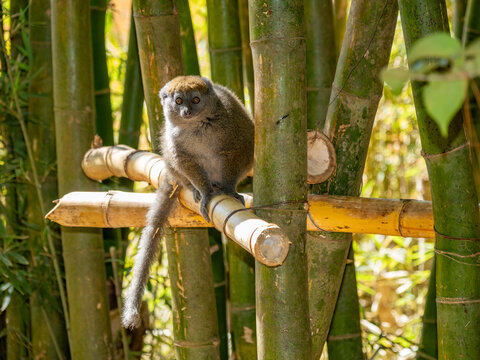 Captive gray bamboo lemur sits on bamboo in a tree at Lemur Park in Antanavarino, Madagascar, enjoying its environment