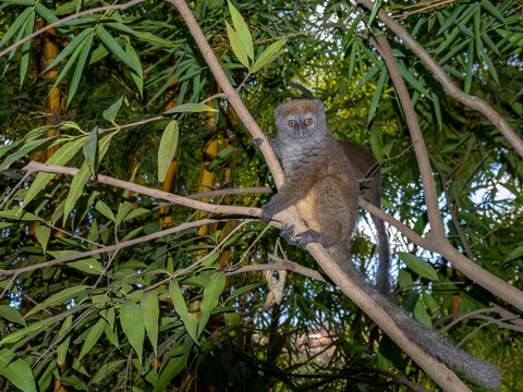 Gray bamboo lemur sits in a tree at Lemur Park in Antanavarino Madagascar during the daytime