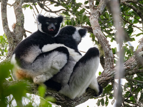 Greater bamboo lemurs resting in trees while foraging in Ranomafana National Park, Madagascar during midday hours