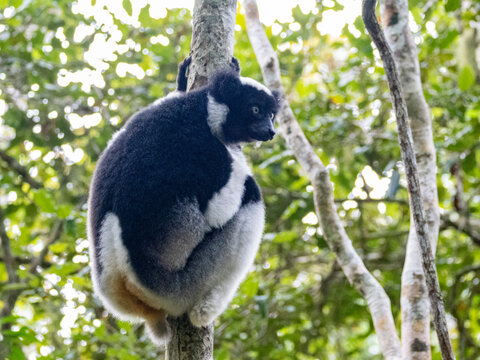 Indri indri resting together in a tree in Andasibe, Madagascar during the daylight hours