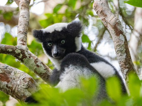 Indri indri pair resting in a tree during the day in Madagascar