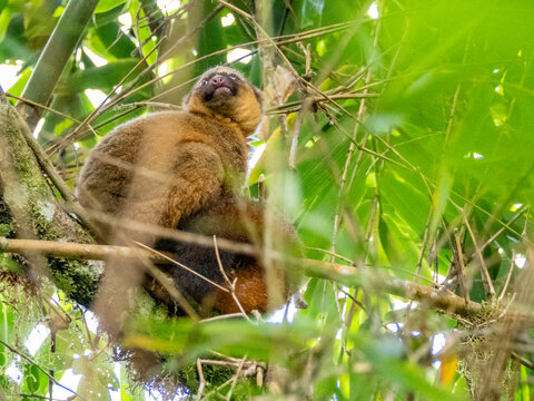 Adult greater bamboo lemur sits high in a tree and observes surroundings in a lush forest environment in Madagascar