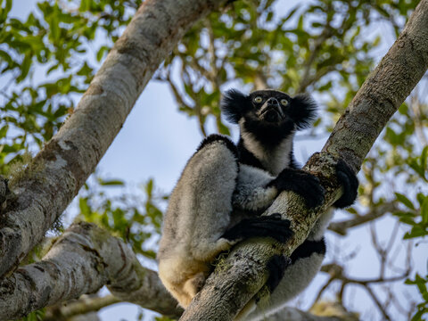 Adult indri resting in a tree in Andasibe, Madagascar during daytime