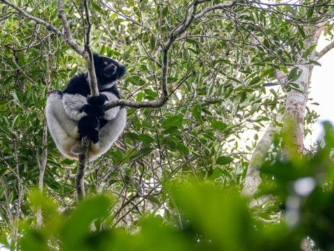 Indri indri feeds on leaves in a tree in Madagascar during the day