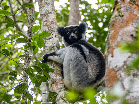 Indri resting on a tree branch during rain in Madagascar rainforest