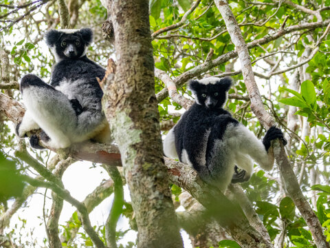 Indri indri resting in trees during daytime in Madagascar rainforest near Andasibe