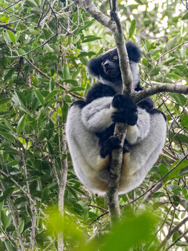 Adult indri feeding in a tree while exploring its habitat in Madagascar