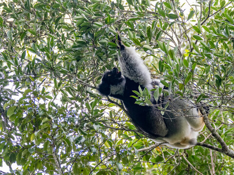 Adult indri resting in tree branches in Madagascar during the day