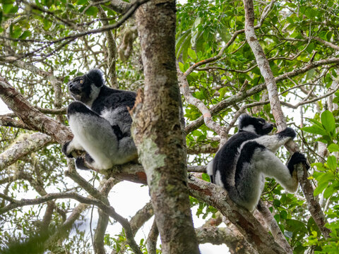Pair of indris resting in a tree while enjoying the surroundings in Madagascar