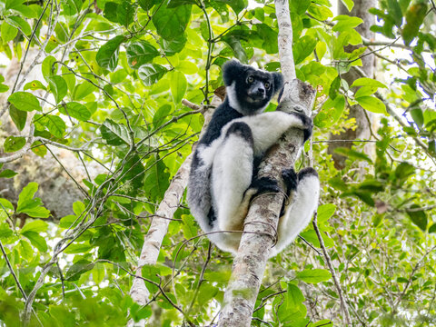 Indri indri rests on a tree branch in Madagascar surrounded by leafy greenery