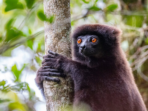 Milne-Edwards sifaka rests in a tree while observing surroundings in Madagascar's forests during daytime