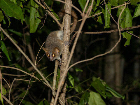 Adult nosy be sportive lemur resting on a tree branch in Madagascar&rsquo;s Anjajavy Private Reserve during night time hours