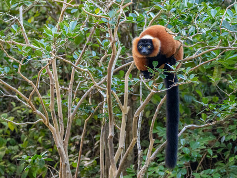 Red ruffed lemur resting on a tree branch in Madagascar during the day