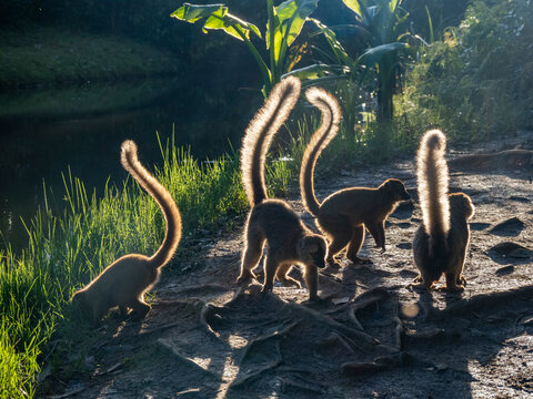 Adult red-fronted brown lemurs explore their environment on Lemur Island in Madagascar during daylight